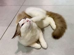 -Heymao猫咖.咖啡厅(东门店)