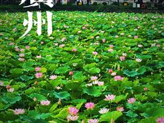 -荔湾湖公园