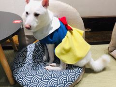 -逗柴咖啡屋·狗咖猫咖宠物桌游