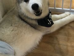 -Husky Go! 哈士奇体验馆·宠物咖啡厅狗咖