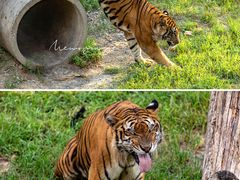 -济南野生动物世界