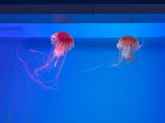 -芜湖新华联大白鲸海洋公园