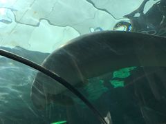 -悉尼海洋生物水族馆