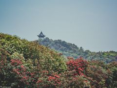 -贵州百里杜鹃风景名胜区