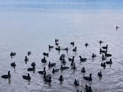 -西昌邛海湿地