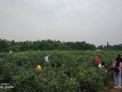 -金谷域澳洲庄园