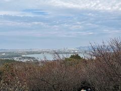 -香雪海