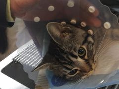 -纳吉亚猫专科动物医院博雅分院