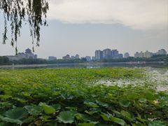 -莲花池公园