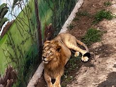 -西霞口神雕山野生动物世界
