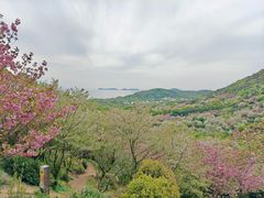 -香雪海