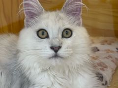 -小猫来了猫舍(福田店)