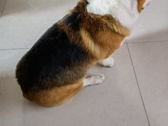 -宠福鑫康馨动物医院·骨科·眼科