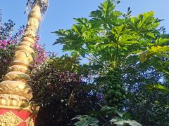 -瑞丽独树成林风景区