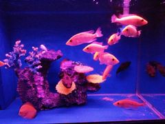 -巨鹏飞梦幻海岸