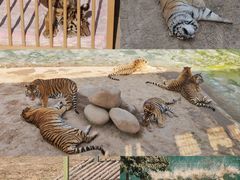 -中华郡文化旅游景区