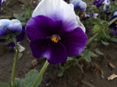 -长春公园(普阳街道)