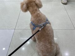 -瑞鹏宠物医院·微创内窥镜·骨外科·牙科(翠竹分院)