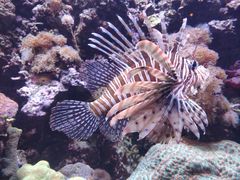 -西雅图水族馆