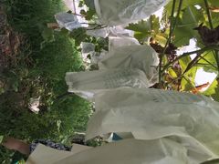 iphone_upload_pic-阿林有机农庄
