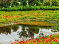 -春花秋色城市公园