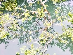 -北海金海湾红树林生态旅游区