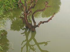-鹤之洲湿地公园