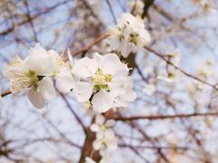 -桃花堤公园