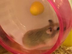 -龙猫仔乐园(惠福东路店)