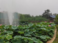 -静之湖湖畔餐厅