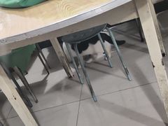 猫猫-旧款宁波饭店(华敏世纪广场店)