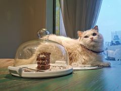 -喵喵咪呀布偶猫咖(春熙路店)