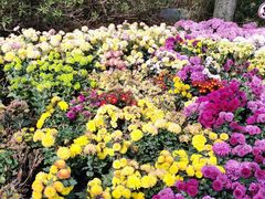 -庐山风景区花径公园