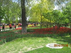 郁金香园区-长春公园(普阳街道)