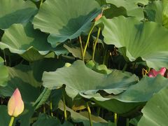 -天津东丽湖风景区