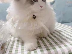 -欣宠猫屋·矮脚拿破仑·蓝金金渐层