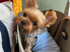 -瑞派申生动物医院·24H夜诊·国际动物医疗中心·骨外科(吴中路店)