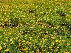 -紫颐香薰山谷景区