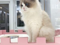 -青奢宠物·青奢猫舍