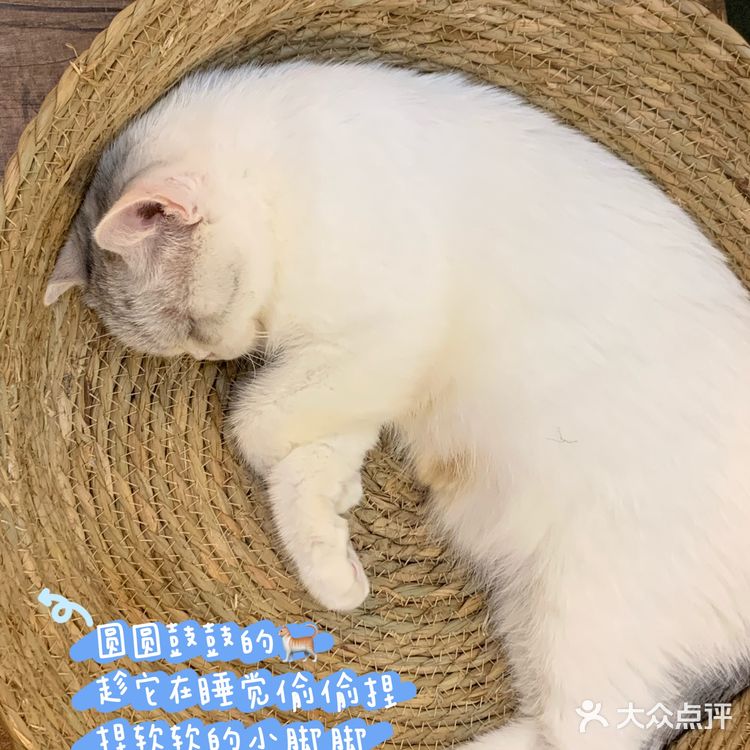 中山探店·庭院式撸猫馆❗️不限时‼️煮茶戏猫