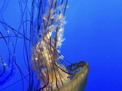 -太平洋海底世界