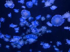 -成都浩海立方海洋公园