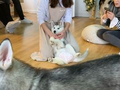 -Husky Go! 哈士奇体验馆·宠物咖啡厅狗咖