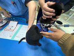 -瑞派申生动物医院·24H夜诊·国际动物医疗中心·骨外科(吴中路店)