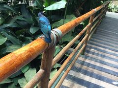 -新加坡飞禽公园