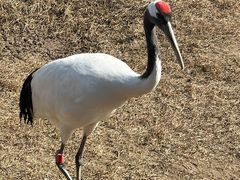 -盐城丹顶鹤湿地生态旅游区