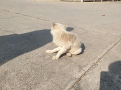 -食家鸽园