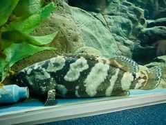 -上海海洋水族馆