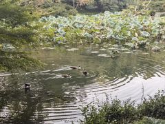 -杭州植物园