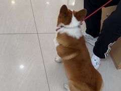 -美联众合动物医院·24h京西诊疗中心